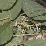 Teramnus uncinatus Flor