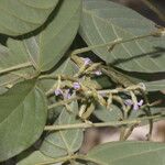 Teramnus uncinatus Flower