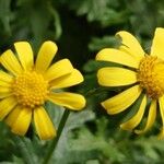 Senecio squalidus Blomma