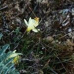 Narcissus gigas