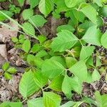 Toxicodendron rydbergii Leaf