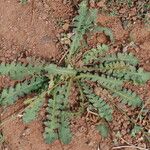 Launaea capitata Hábito