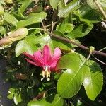 Passiflora manicata Flower