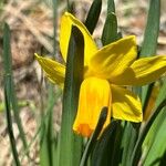 Narcissus minor Flower