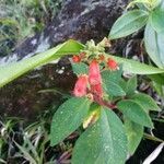 Kohleria spicata Ліст