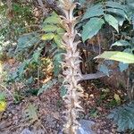 Acanthus spinosusÕis