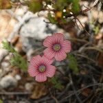 Linum pubescens फूल