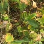 Hieracium amplexicaule Leht