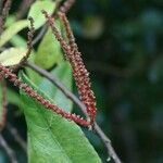 Acalypha integrifolia 花