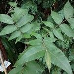 Carya illinoinensis Blad