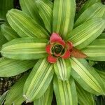 Neoregelia carolinae Листок