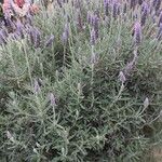 Lavandula dentata Habitus