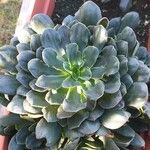 Aeonium castello-paivae पत्ता