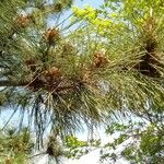 Pinus thunbergii Leaf