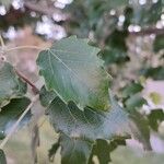 Populus x canescens Leaf