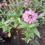 Zinnia peruviana Blomst