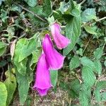 Digitalis thapsi फूल