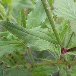 Silene latifolia Fuelha