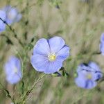 Linum lewisii 花