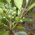 Ilex costaricensis موطن