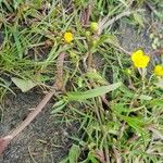 Ranunculus flammula Likasa