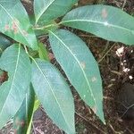 Coccoloba swartzii Leaf