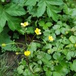 Ranunculus adoxifolius موطن