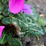 Cyclamen repandum Leaf