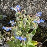 Borago pygmaea Květ