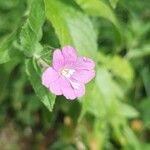 Epilobium hirsutumFlors