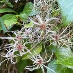 Clematis vitalbaFlower