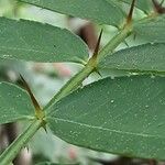 Zanthoxylum piperitum Bark