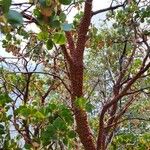 Arctostaphylos patula Bark