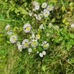 Erigeron strigosusFlor