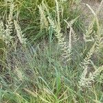 Enneapogon cenchroides Hábito