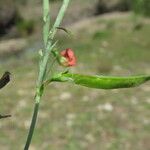 Lathyrus sphaericus Fruto