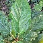 Ficus racemosa ഇല