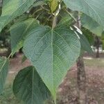 Heliocarpus americanus Leaf