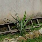 Ananas comosus Leaf