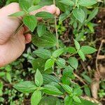 Pouzolzia zeylanica Leaf