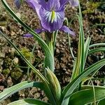 Iris postii Flor