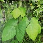 Mucuna pruriens Leaf