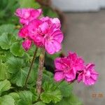 Pelargonium × hybridum Habitus