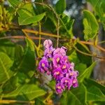 Hardenbergia comptoniana Flower