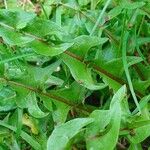 Taraxacum cucullatiforme Likasa
