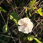 Convolvulus betonicifolius Flower