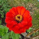 Zinnia peruvianaFlower