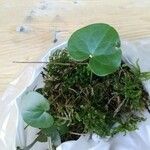 Asarum caudatum Yaprak