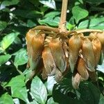 Mucuna mutisiana Плід