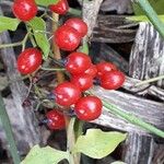 Solanum dulcamara Gyümölcs